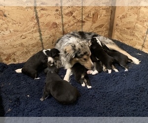 Mother of the Miniature Australian Shepherd puppies born on 11/28/2021