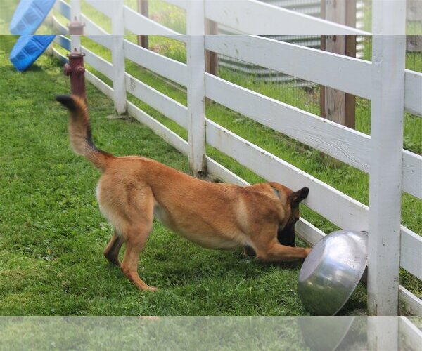Medium Photo #7 Mutt Puppy For Sale in Stevens Point, WI, USA