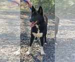 Small #7 Border Collie Mix