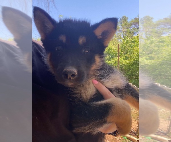 Medium Photo #6 Gerberian Shepsky Puppy For Sale in HAYDEN, AL, USA
