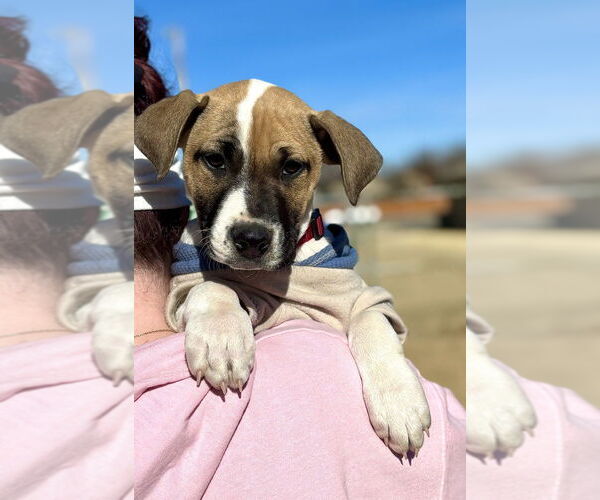 Medium Photo #1 Mutt Puppy For Sale in OKLAHOMA CITY, OK, USA