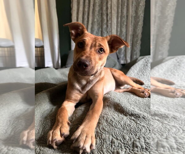 Medium Photo #2 Australian Kelpie-Unknown Mix Puppy For Sale in FRAMINGHAM, MA, USA