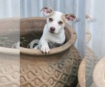 Small #1 Chiweenie