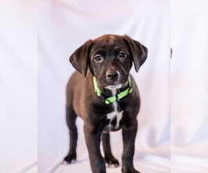 Colonial Cocker Spaniel-Labrador Retriever Mix Dogs for adoption in St. Louis Park, MN, USA