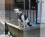 Small #3 American Pit Bull Terrier Mix