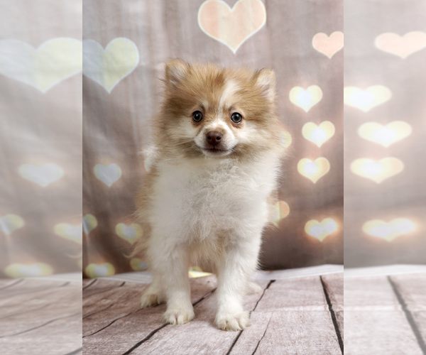 Medium Photo #9 Pomeranian Puppy For Sale in WARSAW, IN, USA