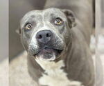 Small American Pit Bull Terrier