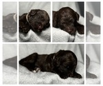 Puppy Clover Goldendoodle