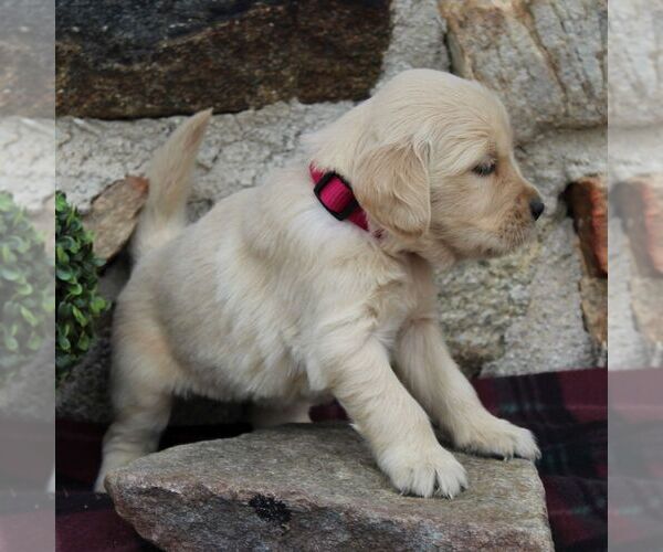 Medium Photo #4 Golden Retriever Puppy For Sale in HONEY BROOK, PA, USA