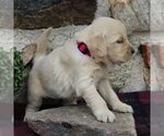 Small Photo #4 Golden Retriever Puppy For Sale in HONEY BROOK, PA, USA