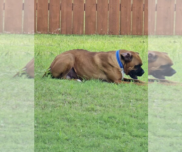 Medium Photo #10 Boxer Puppy For Sale in Austin, TX, USA