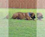 Small #9 Boxer
