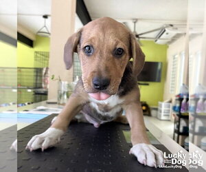Mutt Dogs for adoption in Washington, DC, USA