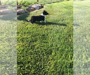 Border Collie Puppy for sale in DALHART, TX, USA