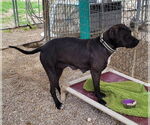 Small #7 American Pit Bull Terrier-Red Heeler Mix