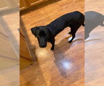 Small Labrador Retriever Mix