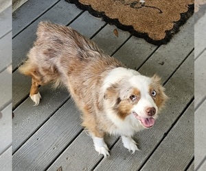 Mother of the Miniature Australian Shepherd puppies born on 03/30/2025