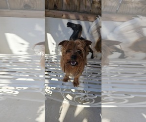 Mutt Dogs for adoption in Oakhurst, NJ, USA
