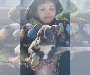 American Bully Puppy for Sale in BINGHAMTON, New York USA