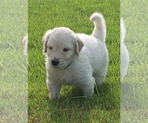 Goldendoodle Puppy for sale in EVANS, GA, USA