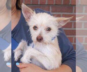 Miko - Male Mutt Dog for Adoption - Photo #2