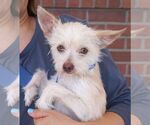 Small Photo #2 Mutt Puppy For Sale in Carrollton, TX, USA