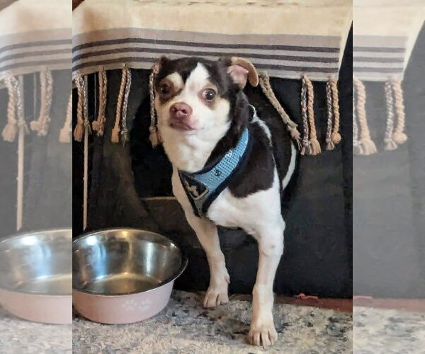 Medium Photo #2 Chihuahua Puppy For Sale in Westmont, IL, USA