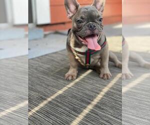 French Bulldog Puppy for sale in ORLANDO, FL, USA