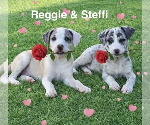 Medium Photo #6 Catahoula Leopard Dog-Unknown Mix Puppy For Sale in Rockaway, NJ, USA