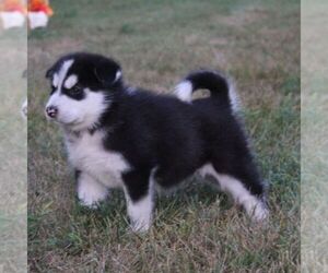 Alaskan Malamute Puppy for sale in CROGHAN, NY, USA