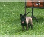 Small #4 Belgian Malinois