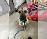 Small #1 Plott Hound Mix