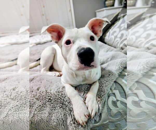 Medium Photo #1 Staffordshire Bull Terrier-Unknown Mix Puppy For Sale in Des Moines, IA, USA