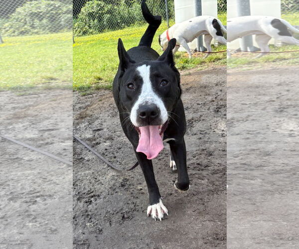 Medium Photo #8 Mutt Puppy For Sale in Virginia Beach, VA, USA