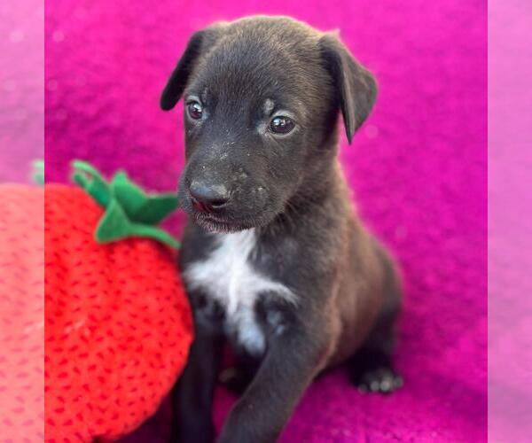 Medium Photo #4 Labrador Retriever-Unknown Mix Puppy For Sale in San Diego, CA, USA