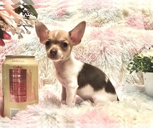 Chihuahua Puppy for sale in HOUSTON, TX, USA