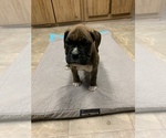 Small Photo #6 Boxer Puppy For Sale in SHELTON, WA, USA