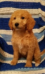 Goldendoodle-Poodle (Miniature) Mix Puppy for sale in ATTLEBORO, MA, USA