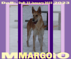 Collie-German Shepherd Dog Mix Dogs for adoption in Sebec, ME, USA