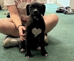 Puppy Violet Boxer