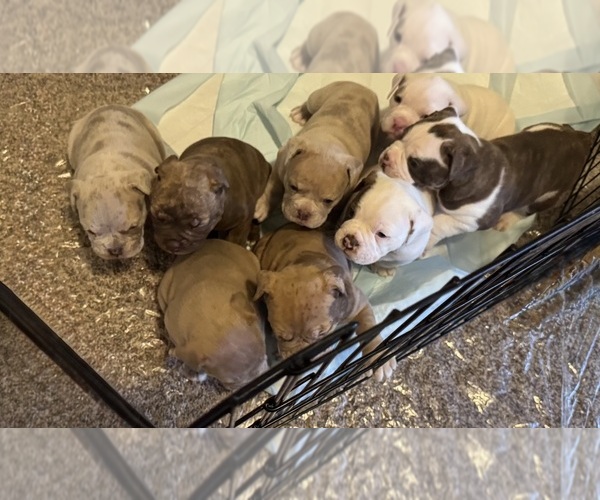 View Ad: Olde English Bulldogge Litter Of Puppies For Sale Near Nevada 