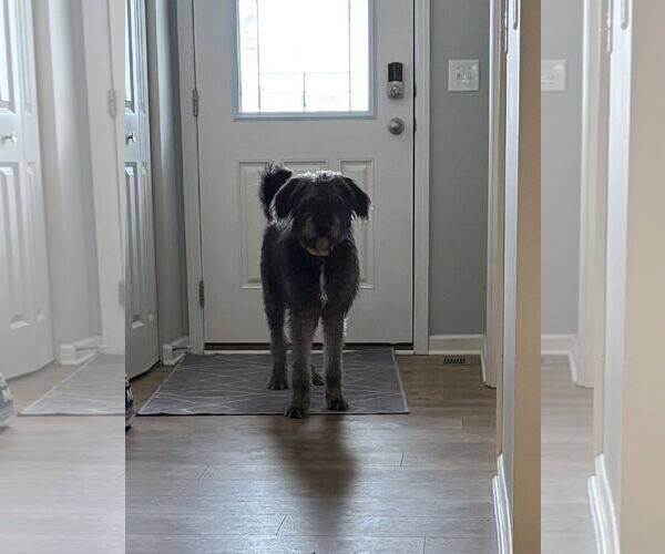 Medium Photo #3 Irish Wolfhound-Poodle (Standard) Mix Puppy For Sale in Brooklyn Center, MN, USA