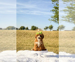 Small #5 Goldendoodle-Poodle (Toy) Mix