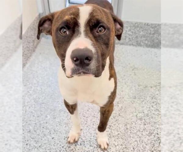 Medium Photo #3 Boxer-Unknown Mix Puppy For Sale in Houston, TX, USA