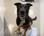 Small #1 Rottweiler Mix
