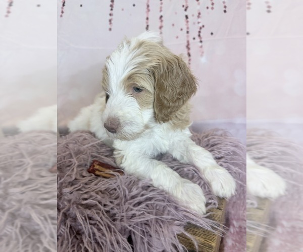 Medium Photo #91 Aussie-Poo-Goldendoodle Mix Puppy For Sale in COMMERCE, MI, USA
