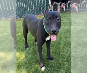 Mutt Dogs for adoption in San Bernardino, CA, USA