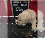 Small Photo #3 Golden Retriever Puppy For Sale in SAN BERNARDINO, CA, USA