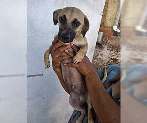 Durango - Male Retriever -Unknown Mix Dog for Adoption - Photo #3