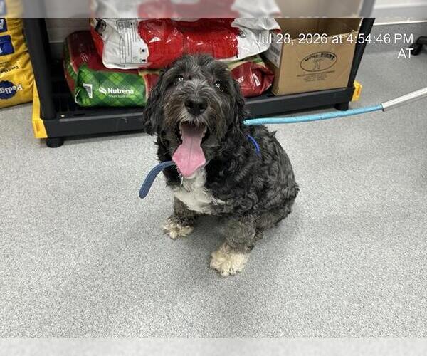 Medium Photo #1 Poodle (Standard)-Unknown Mix Puppy For Sale in Ocala, FL, USA